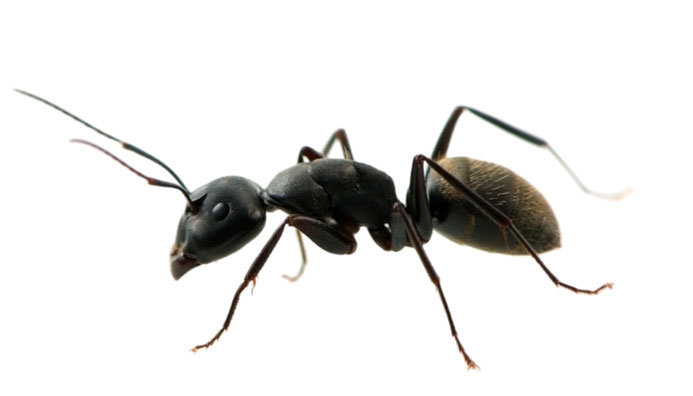 Manejo Integrado De Hormigas